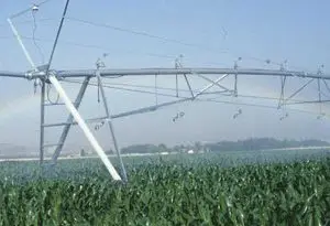 cultivos transgénicos