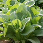 cultivo de la planta de borraja en Aragón