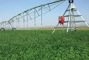 cultivos intermedios