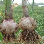 cultivar ajos con riego por goteo