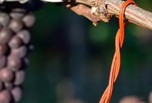 trampas de feromonas