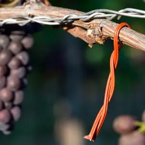 trampas de feromonas como insecticidas trampas de feromonas