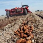 Proceso de selección de patatas