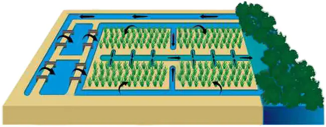 Cultivo en el desierto Cultivo de plantas halófitas