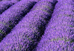 cultivo de lavanda