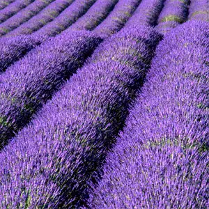 cultivo de lavanda