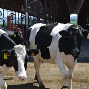granja lechera en Huesca granja lechera