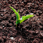 Materia orgánica en suelos agrícolas