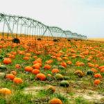 Cultivar calabazas para extraer el aceite de sus pepitas
