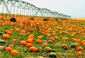 aceite de calabaza