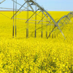 Cultivo de camelina