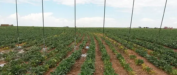 bajantes con líneas de goteo bajantes con manguera de goteo