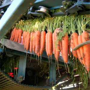 transformación de la zanahoria zanahoria