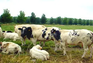 explotaciones agrícolas y ganaderas