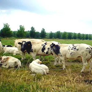 explotaciones agrícolas y ganaderas