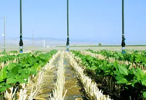 competitividad agraria