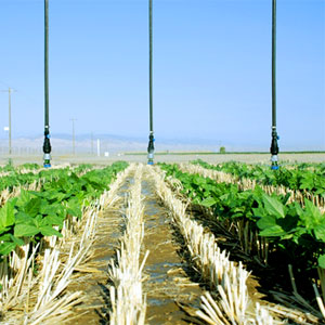 agricultura de conservación para mejorar la competitividad