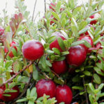 cultivo de arándanos