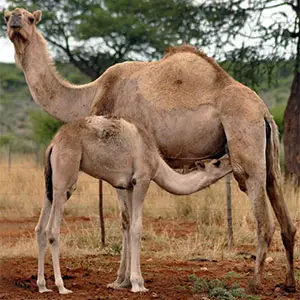 producción de leche