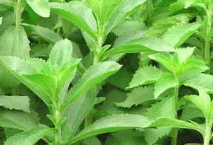cultivo de stevia