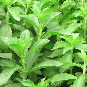 cultivo de stevia