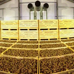 conservación de la patata