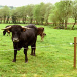sistema de cercado eléctrico para ganado
