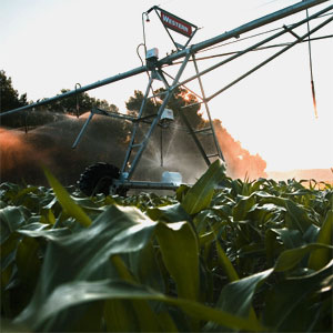uso de fertilizantes nitrogenados en cultivos de maíz