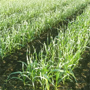 riego del ajo y cultivo riego del ajo