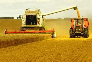producción de cereales