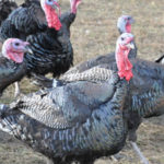 producción de pavo negro