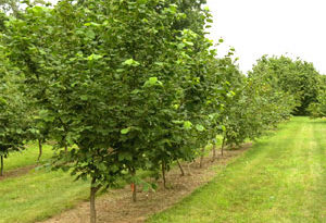 cultivo del avellano