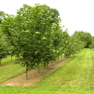 cultivo del avellano