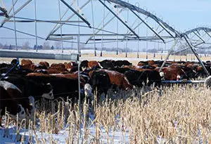 protección de cultivos