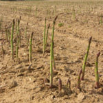 cultivo de espárragos