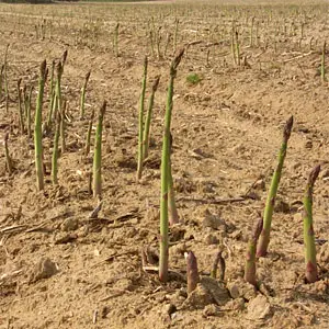 riego del espárrago