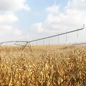 cultivos altos bajo riego Pivot cultivos altos