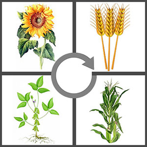 ejemplos de rotación de cultivos