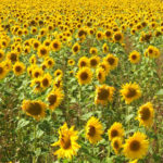cultivo de girasol en secano