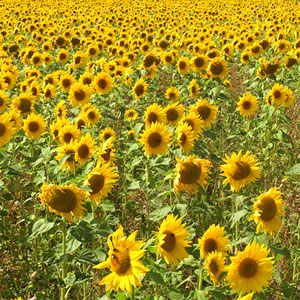 La siembra de girasol temprana - Mayor rendimiento y calidad