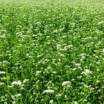 cultivo de trigo sarraceno