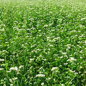 cultivo de trigo sarraceno trigo sarraceno