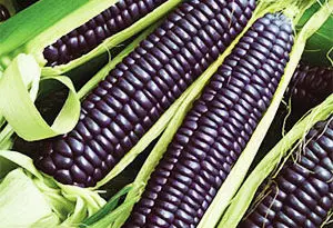 maíz coloreado