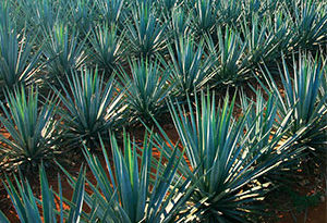 cultivo de agave