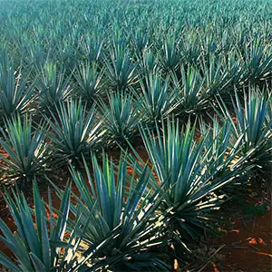 cultivo de agave