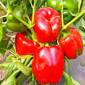 cultivo de pimiento