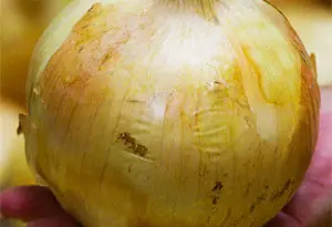 abonado de la patata