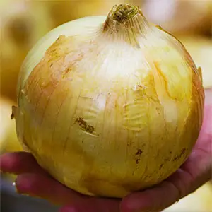 abonado de la patata y la cebolla abonado de la patata