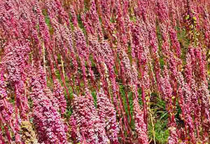 cultivo de quinoa