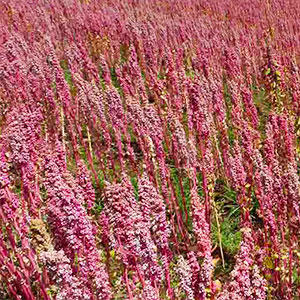 cultivo de quinoa